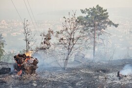 Варна - гора - пожар