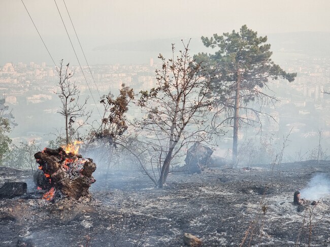 Изоставането в използването на дървесина води до рекорден брой пожари и изсъхване на гори, предупреждават от браншова камара