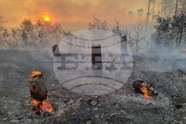 Варна - гора - пожар