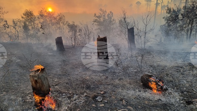 Over 90% of Forest Fires in Bulgaria Are Result of Human Activity, WWF Analysis Shows