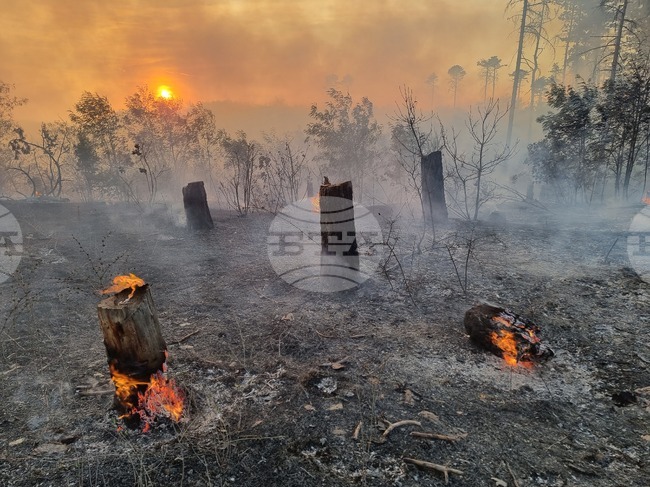 Over 90% of Forest Fires in Bulgaria Are Result of Human Activity, WWF Analysis Shows