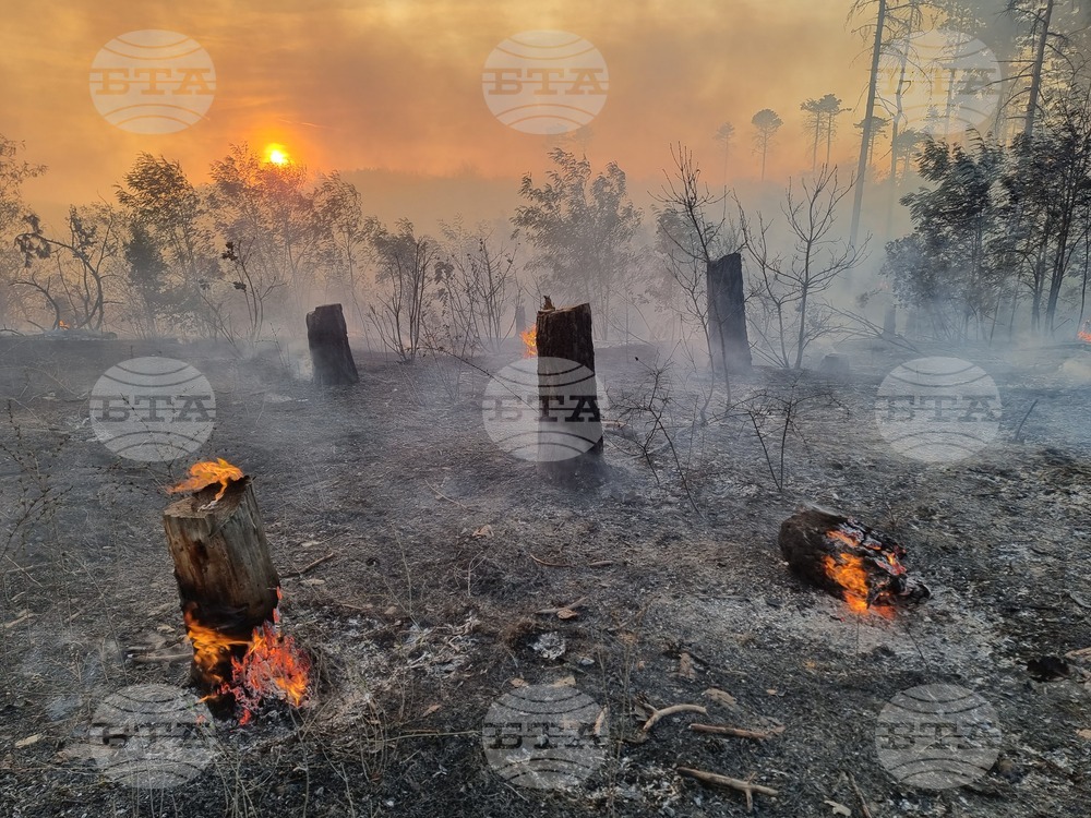 Варна - гора - пожар