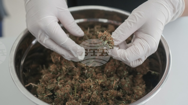 Босна и Херцеговина легализира използването на марихуана за медицински цели, експерти призовават за контрол и предпазливост