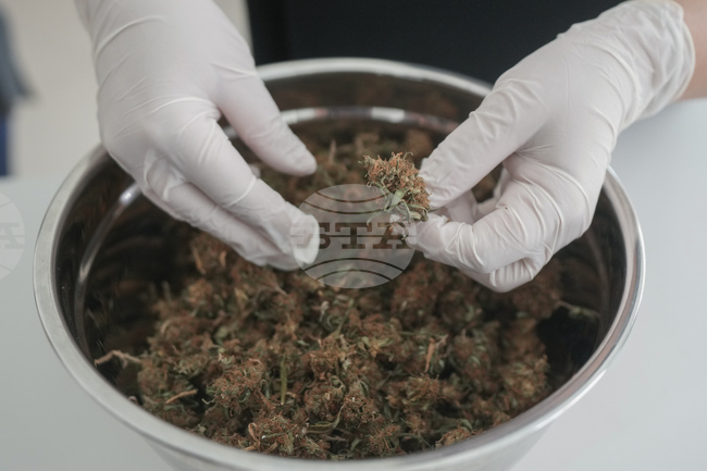 Босна и Херцеговина легализира използването на марихуана за медицински цели, експерти призовават за контрол и предпазливост