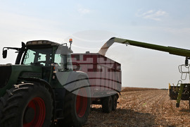 Село Райнино - царевица - жътва