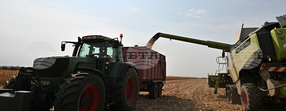 Село Райнино - царевица - жътва