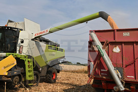 Село Райнино - царевица - жътва