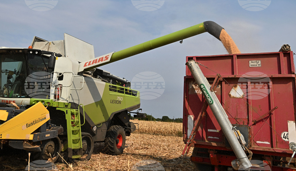 Село Райнино - царевица - жътва