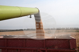 Село Райнино - царевица - жътва