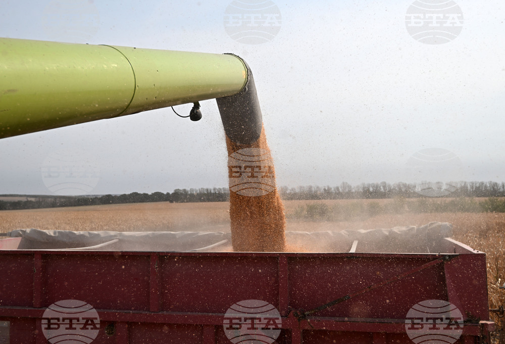 Село Райнино - царевица - жътва
