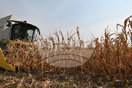 Село Райнино - царевица - жътва