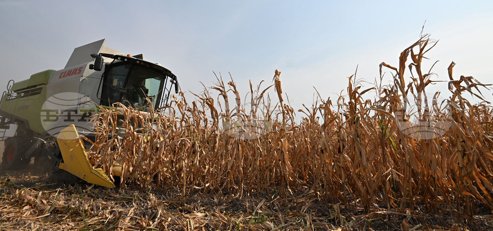 Село Райнино - царевица - жътва