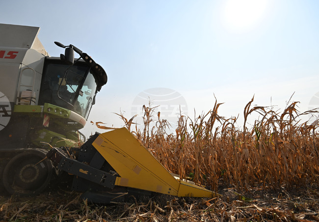 Село Райнино - царевица - жътва