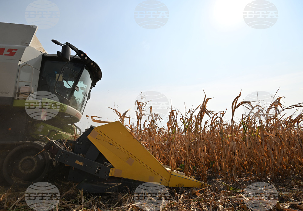 Село Райнино - царевица - жътва