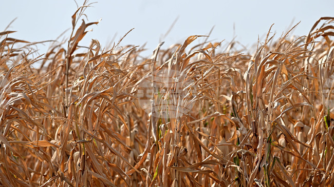 Покачване в цените на пшеницата и на царевицата на световните борси се наблюдава през седмицата, по данни на ССБ