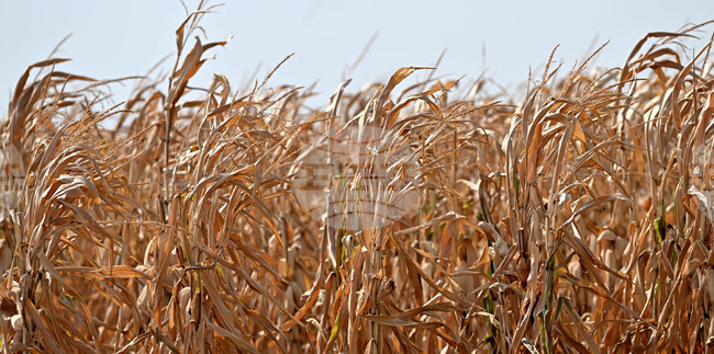 Покачване в цените на пшеницата и на царевицата на световните борси се наблюдава през седмицата, по данни на ССБ