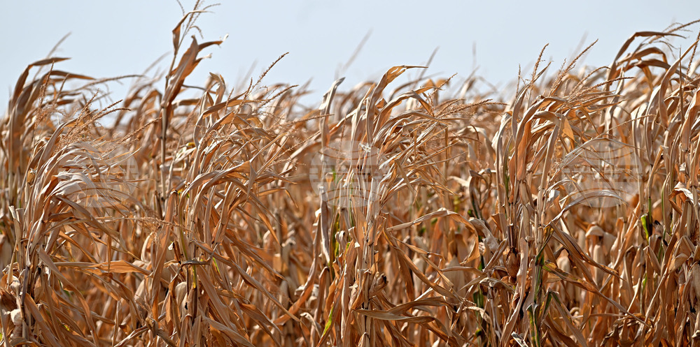 Село Райнино - царевица - жътва