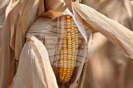Село Райнино - царевица - жътва