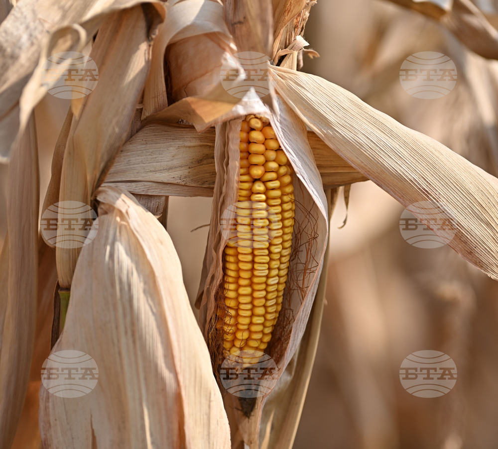 Приемът по схемата за спешна финансова помощ на земеделски стопани, отглеждащи царевица, започва от 4 март 