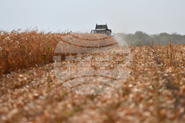 Село Райнино - царевица - жътва