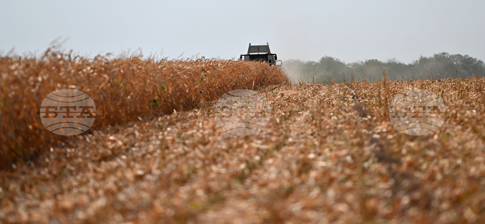 Село Райнино - царевица - жътва