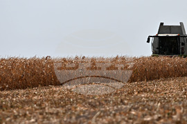 Село Райнино - царевица - жътва