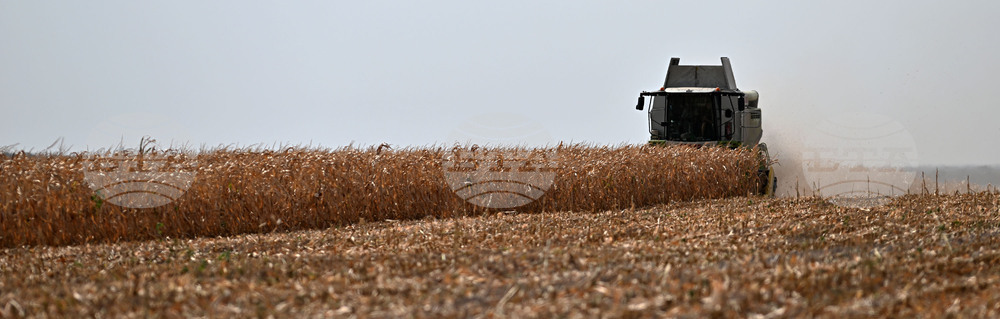 Село Райнино - царевица - жътва