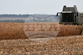 Село Райнино - царевица - жътва