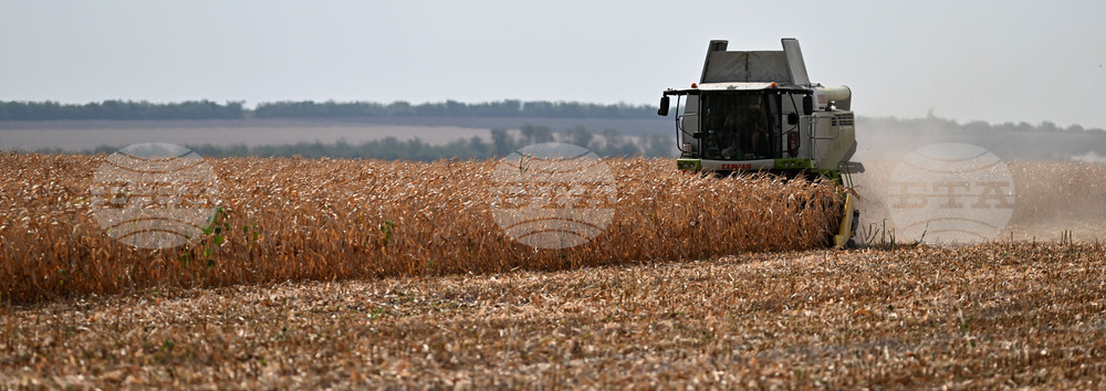Село Райнино - царевица - жътва