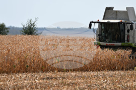 Село Райнино - царевица - жътва