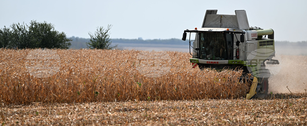 Село Райнино - царевица - жътва