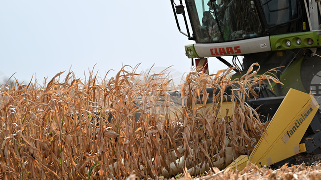 Ръст в цените на някои зърнени култури на световните борси през седмицата отчитат експертите на Софийската стокова борса