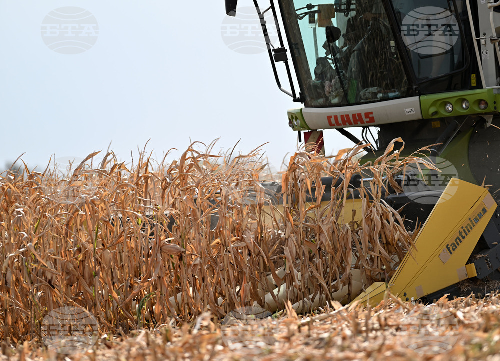 Спокойна седмица за световната търговия със зърнени стоки отчита Софийската стокова борса