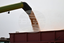 Село Райнино - царевица - жътва