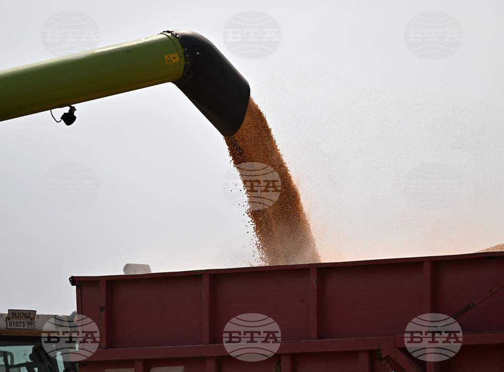 Прогнозите на земеделското министерство на САЩ раздвижиха световните пазари на зърнени стоки, особено при царевицата, отчитат от ССБ