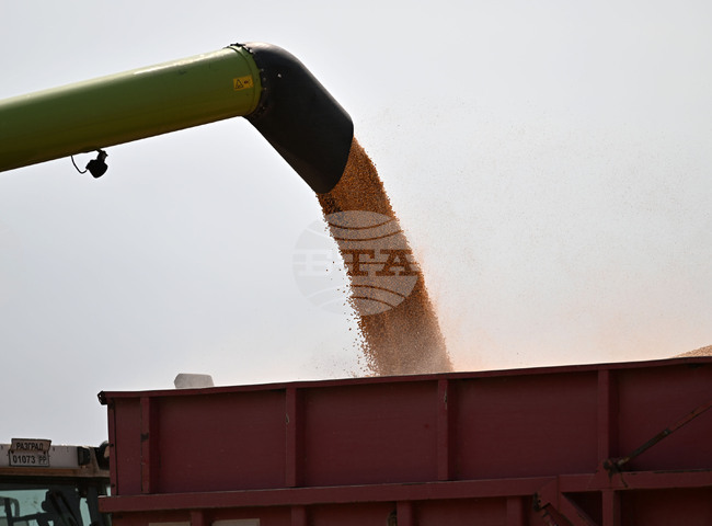 Прогнозите на земеделското министерство на САЩ раздвижиха световните пазари на зърнени стоки, особено при царевицата, отчитат от ССБ