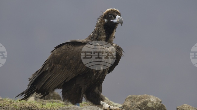 Освободен през пролетта черен лешояд загина след токов удар, съобщи Дружеството за защита на птиците