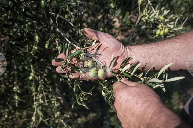 Турските износители искат от САЩ квота от 60 хил. тона за своя зехтин