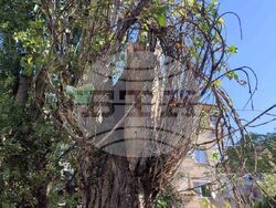 Снимка: Община Плевен