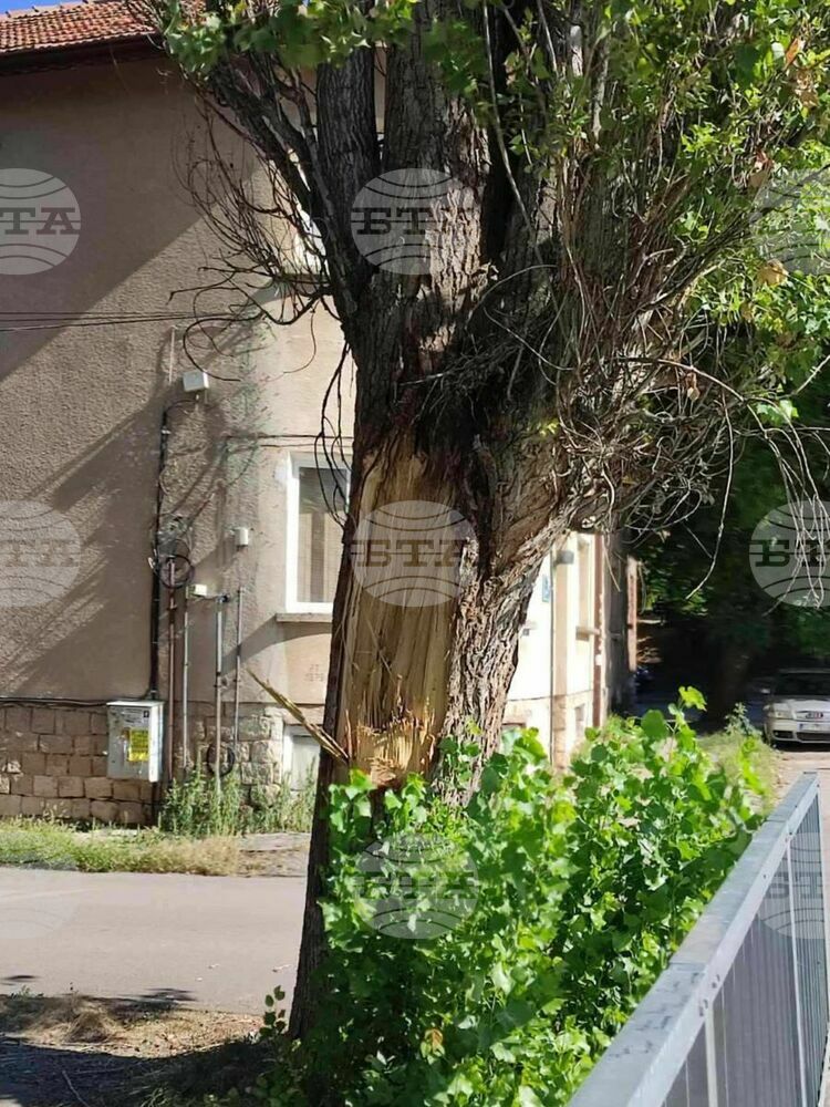 Опасни тополи ще бъдат спешно премахнати по ул. „Ген. Колев“ в Плевен