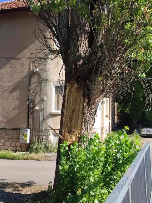 Опасни тополи ще бъдат спешно премахнати по ул. „Ген. Колев“ в Плевен