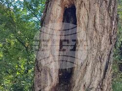 Снимка: Община Плевен