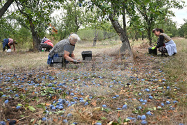 Село Лудогорци - овощен масив - сини сливи