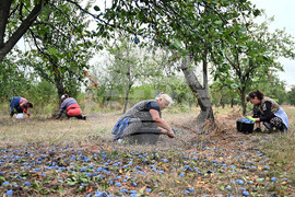 Село Лудогорци - овощен масив - сини сливи