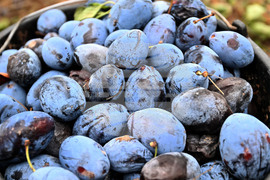 Село Лудогорци - овощен масив - сини сливи