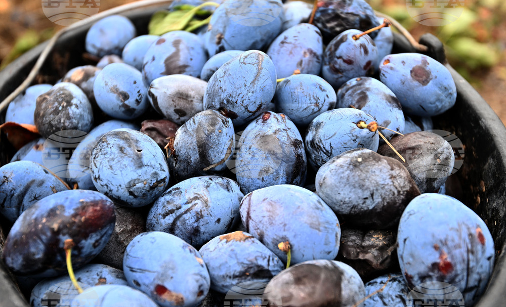 Село Лудогорци - овощен масив - сини сливи