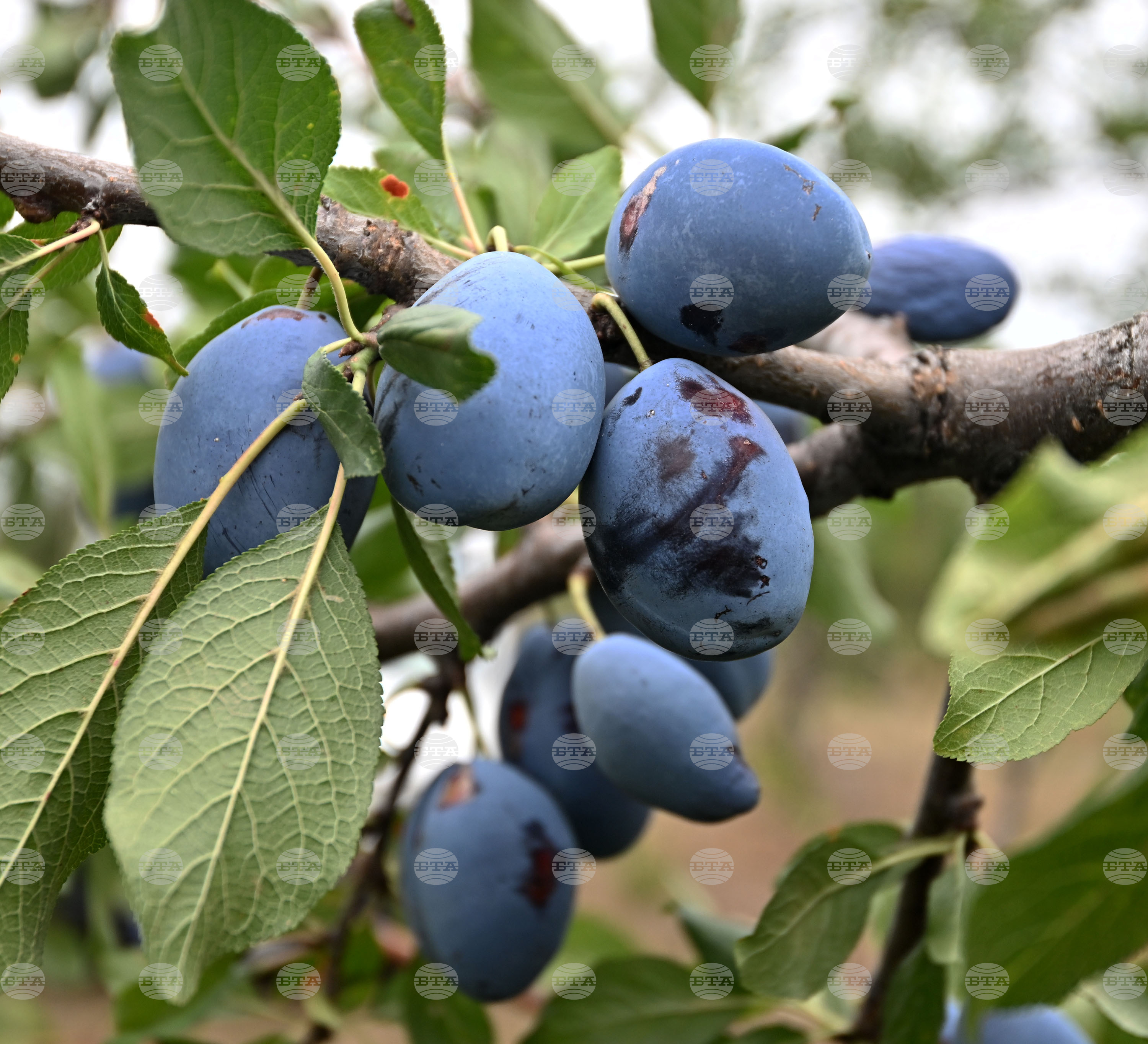 Село Лудогорци - овощен масив - сини сливи