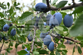 Село Лудогорци - овощен масив - сини сливи
