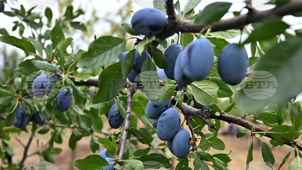Село Лудогорци - овощен масив - сини сливи
