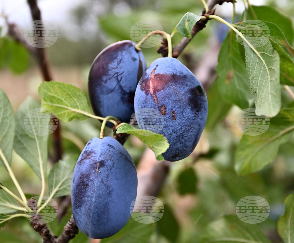 Село Лудогорци - овощен масив - сини сливи